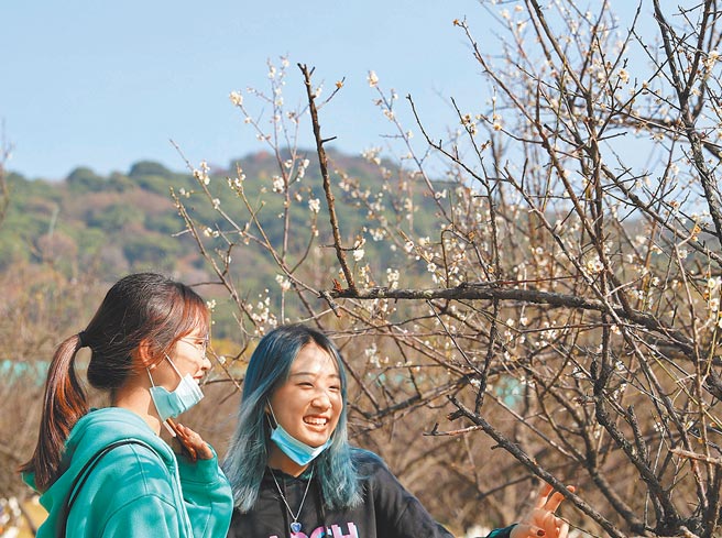 大陆「双节」出行需求增加，专家指没必要禁止出行，但不鼓励去国外；图为广州市民29日在观赏梅花。（中新社）