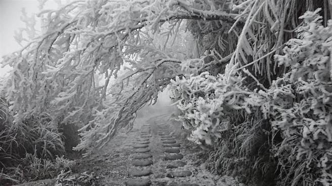 The silvery-white landscape at Victoria Peak is very charming.  (Provided by Luo Dong Forest Management Bureau / Faxed by Hu Jiansen Yilan)