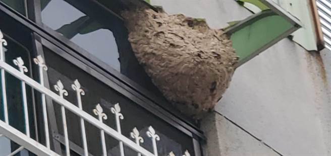 台南市将于今年起，将捕蜂、捉蛇工作全部委由单一厂商执行。（南市府农业局提供／李宜杰台南传真）