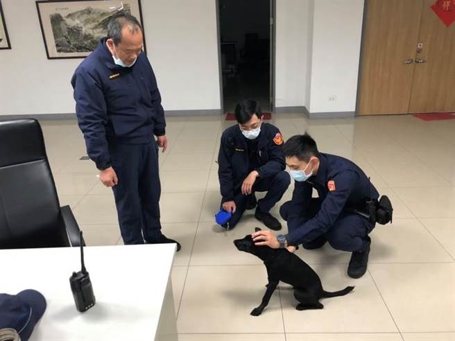 三峡分局北大派出所近期收到民眾拾获的小黑狗，因迟未等到饲主领取，便决定将牠收为所内的机关犬。（图由新北市动保处提供）