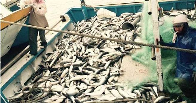 過去彰化塭仔漁港滿載野生烏魚的漁船，已經看不到了。（圖／報系資料照）