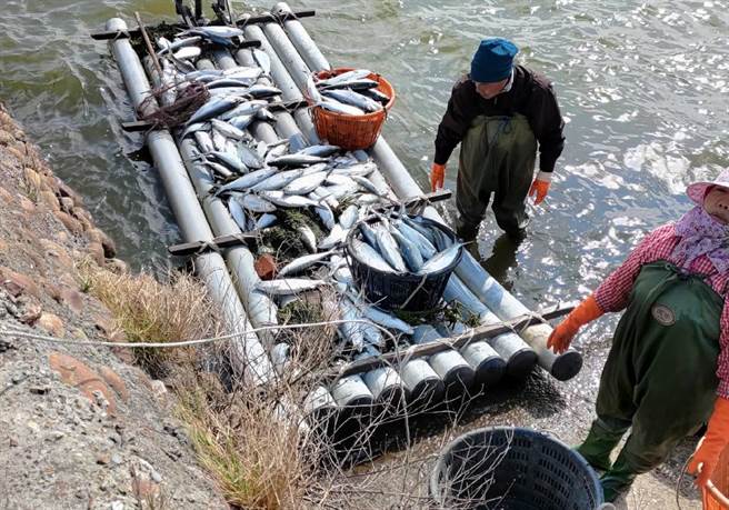 云林县沿海地区虱目鱼不敌霸王寒流，损失约5成。（张朝欣摄）
