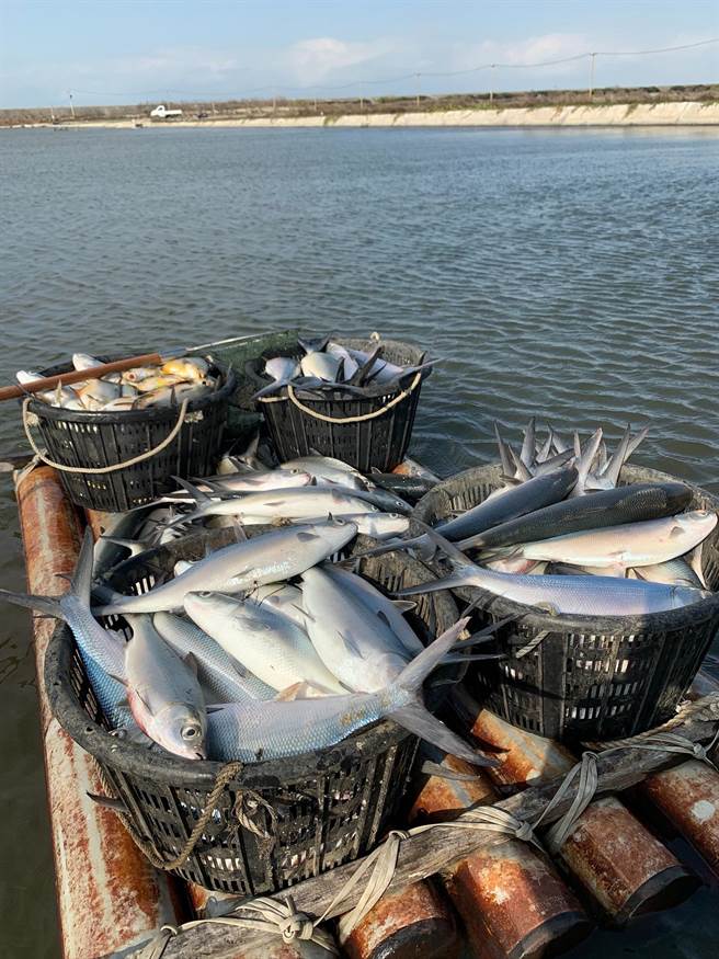 云林县沿海地区虱目鱼损失约5成，只能廉售或加工制成饲料。（张朝欣摄）