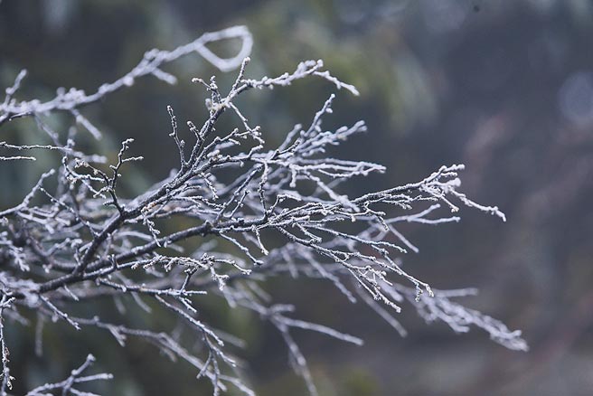 台北市大屯山昨日清晨低温到零下1度，路旁的树枝结下雾淞。（黄世麒摄）
