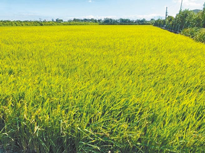 为鼓励稻农转作其他作物，农委会推出稻作4选3措施，稻农于4个期作中，最多可选择3个期作交公粮或领稻作直接给付。（新竹市府提供／邱立雅竹市传真）