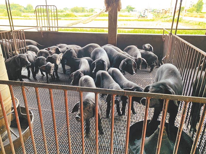 黑毛豬因肉質香甜廣受民眾的喜愛，且傳統市場提供的溫體豬大多都是黑毛豬，民眾為避免購買到萊豬，傳統市場的消費族群恐增加，而供給量不足時則會導致價格上漲。（姜霏攝）