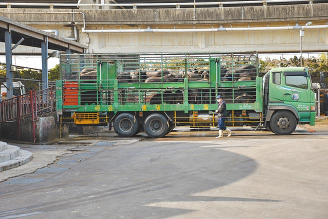 苗栗肉品市场是全国最大黑毛猪批发市场。（谢明俊摄）