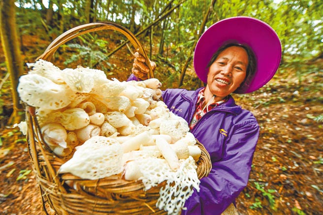贵州省发展「林下经济」而脱贫的村民展示刚採摘的竹笙。（新华社资料照片）