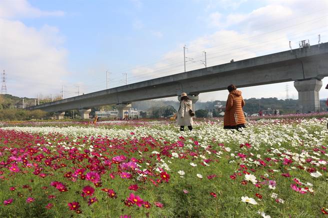 苗栗县通霄镇城北里高铁桥下周边农田转作景观作物，缤纷花海现正绽放，花期到1月中旬，2日正式开放参观，游客趁元旦连假来欣赏。（巫静婷摄）