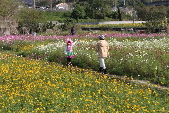 苗栗县通霄镇城北里高铁桥下周边农田转作景观作物，缤纷花海现正绽放，花期到1月中旬，2日正式开放参观，游客趁元旦连假来欣赏。（巫静婷摄）