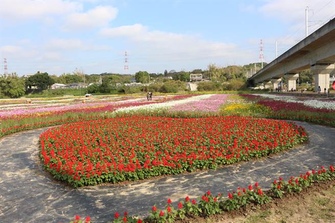苗栗县通霄镇城北里高铁桥下农田转作景观作物，缤纷花海现正绽放，花期到1月中旬。（巫静婷摄）