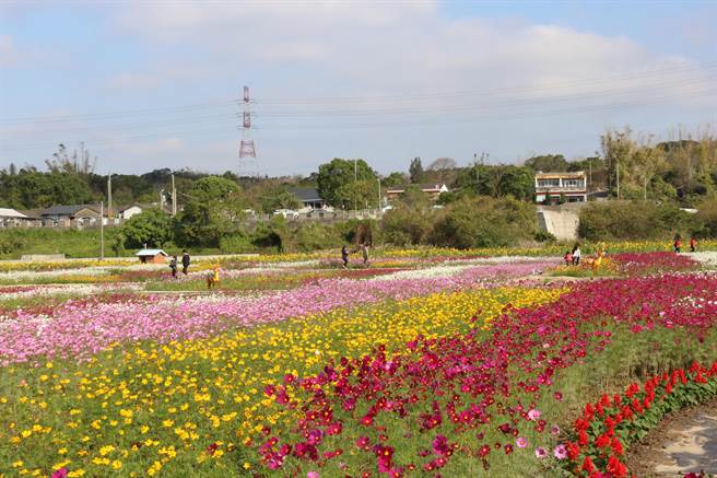苗栗县通霄镇城北里高铁桥下农田转作景观作物，缤纷花海现正绽放，花期到1月中旬。（巫静婷摄）