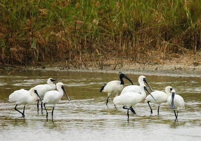 外來種強勢侵襲珍貴的保育類候鳥棲息空間，像外來種埃及聖䴉極為強勢，會趕走珍貴的保育類候鳥強占棲息地，嚴重影響珍貴的保育類候鳥生存空間。（拍鳥俱樂部黃蜀婷提供／吳康瑋台北傳真）