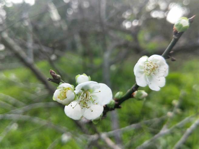 位于台南楠西区的梅岭，部分梅花已盛开。（南市府观旅局提供／李宜杰台南传真）