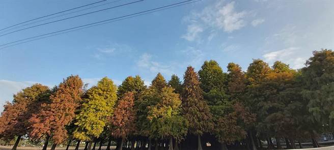 位于六甲区的落羽松，也正值「转红」季节。（南市府观旅局提供／李宜杰台南传真）