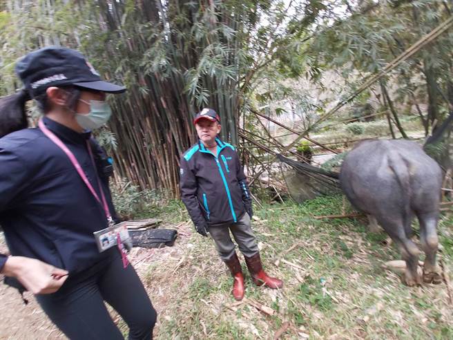 擎天岗野牛避寒下山闯菜园踩「山猪吊」受困，在里长徐明忠与动保处人员协助下平安脱困。（翻摄脸书社团／为牛请命-巡牛志工队）