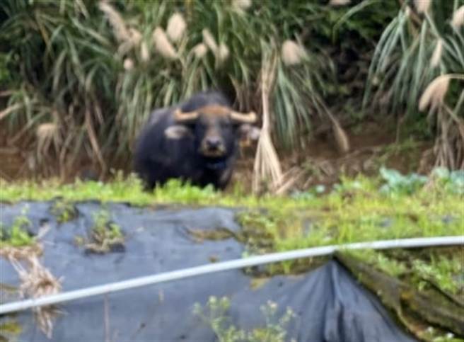 急冻阳明山 擎天岗野牛避寒大逃亡 下山闯菜园踩「山猪吊」受困（翻摄脸书社团 为牛请命-巡牛志工队）