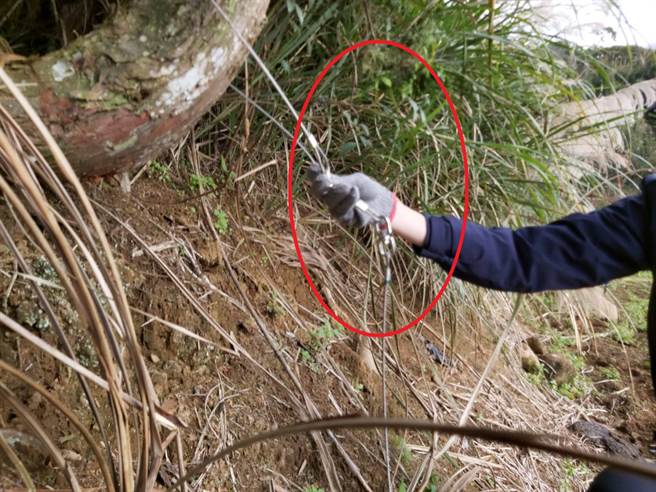 擎天岗野牛避下山闯菜园踩「山猪吊」（红圈处）受困（翻摄脸书社团 为牛请命-巡牛志工队）