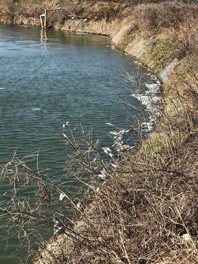 云林县虱目鱼寒害灾情持续扩大，已有14万尾冻毙。（云林县政府提供／张朝欣云林传真）