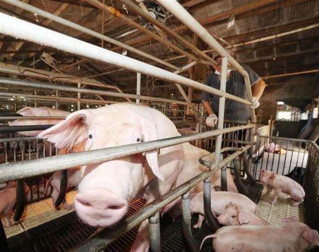 元月起开放莱猪进口。（示意图／本报资料照）