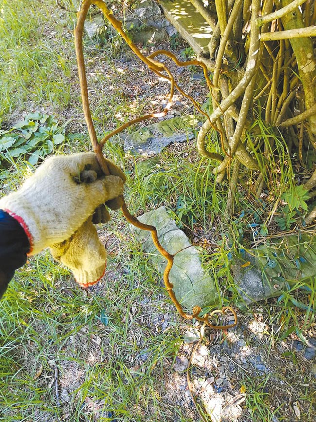 台湾何首乌藤茎如拇指粗大，除攀附植物导致萎凋，也会覆盖树冠层阻碍光合作用。（武陵农场提供／王文吉台中传真）