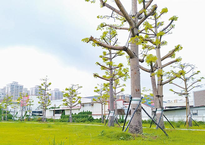 新竹市政府將東大路的部分路樹移植到湳雅公園及青青草原，目前樹木生長及存活率良好。（新竹市府提供／邱立雅竹市傳真）