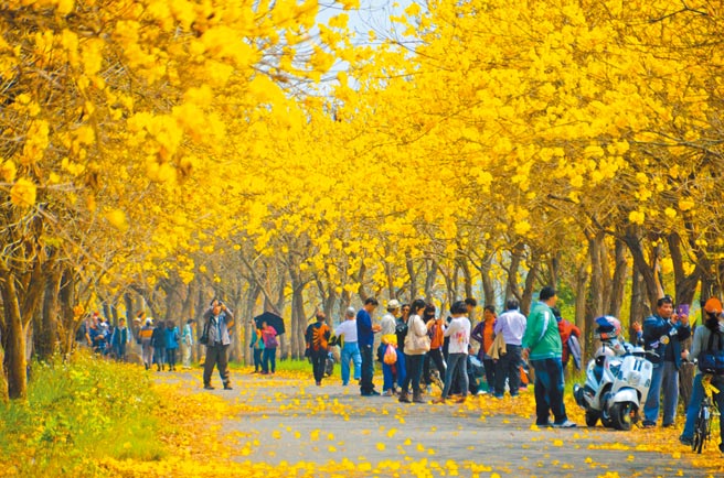 嘉义县太保市朴子溪堤防道路两旁、绵延1公里多的黄花风铃木，绝美花况让秘境成了眾所皆知的大花园。（本报资料照片）