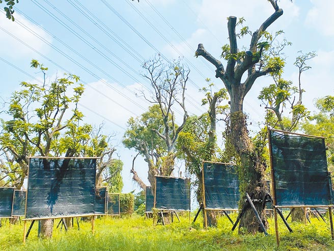 嘉义县民雄乡大学路二段的芒果树多数移植到中正大学校内。（张亦惠摄）
