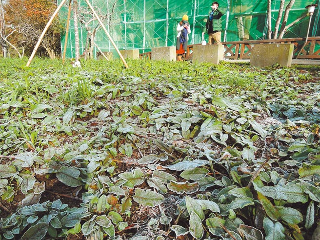 嘉义县阿里山森林游乐园区元旦天气好，还有草木结霜景致，但因疫情住房热度不高。（张毓翎摄）