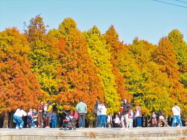 迎来2020最冻的冷气团后，台南六甲林凤营牧场一带的落羽松加快变装速度，顏色缤纷，2021元旦连假首日就吸引许多民眾前来赏景、拍照打卡。（庄曜聪摄）