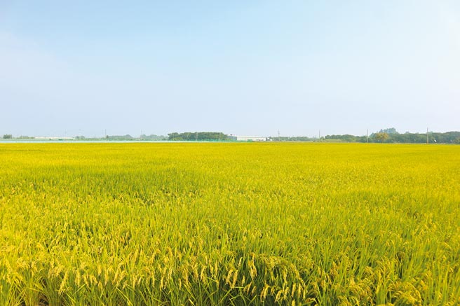 因應水情吃緊，嘉南地區一期稻作停灌，相關補償受理於去年底結束，圖為白河區一處農地。（李宜杰攝）