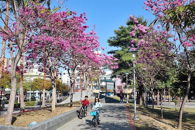 嘉義市文化公園的風鈴木正在綻放，枝頭結滿朵朵粉紅，為公園增添浪漫氣息。 （嘉義市政府提供∕呂妍庭嘉義傳真）