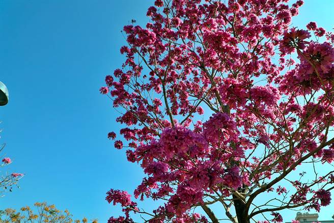 嘉義市文化公園的風鈴木正在綻放，枝頭結滿朵朵粉紅，為公園增添浪漫氣息。 （嘉義市政府提供∕呂妍庭嘉義傳真）