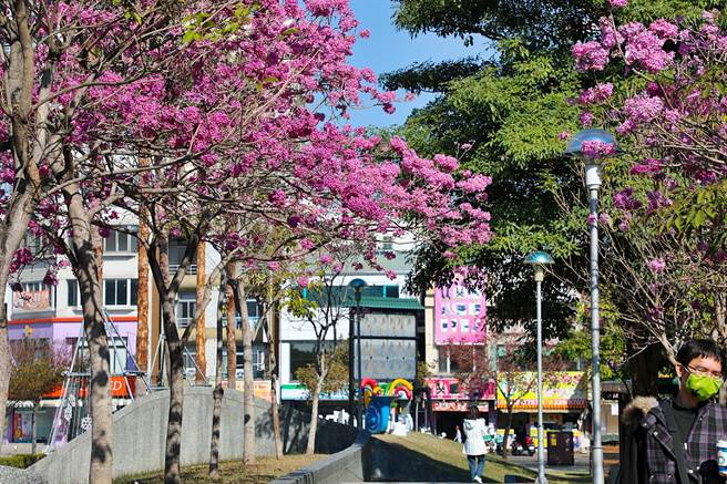 嘉義市文化公園的風鈴木正在綻放，枝頭結滿朵朵粉紅，為公園增添浪漫氣息。 （嘉義市政府提供∕呂妍庭嘉義傳真）