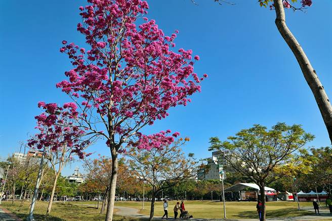 嘉義市文化公園的風鈴木正在綻放，枝頭結滿朵朵粉紅，為公園增添浪漫氣息。 （嘉義市政府提供∕呂妍庭嘉義傳真）