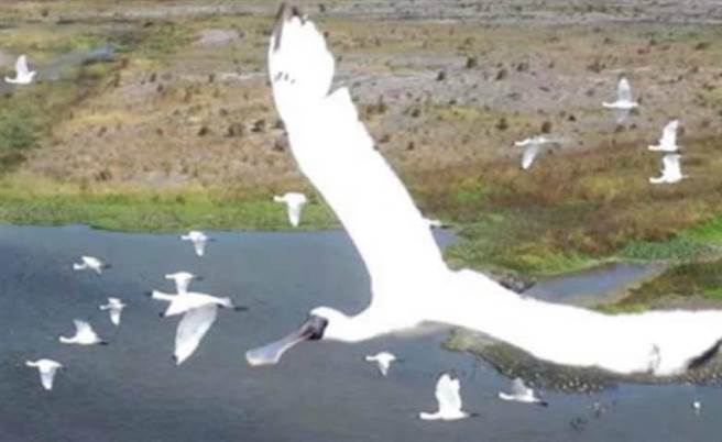 寒冬鸟况精采，第4河川局在记录浊水溪出海口扬尘防制成效，空拍机意外拍到大批黑面琵鹭在空中飞翔。（第4河川局提供／张朝欣云林传真）