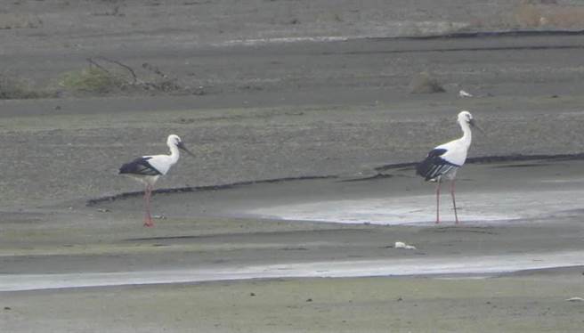 寒冬候鸟季，浊水溪出海口鸟况精采，已发现7只少见的东方白鹳。（吴明宜提供／张朝欣云林传真）