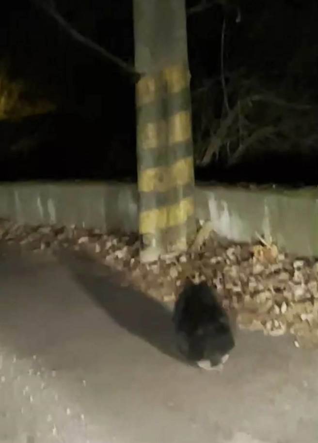 民眾拍到一只受伤小熊拖着后腿在路上奔跑，随后钻进草丛消失无踪。（刘姓民眾提供／陈淑娥台中传真）