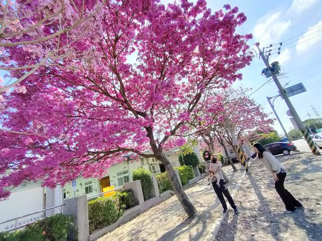 彰化县社头乡崙雅国小西侧人行道上，种植10多棵洋红风铃木，提早快半个月盛开，吸引路过民眾驻足。(吴建辉摄)