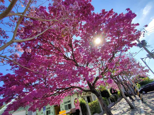 住在附近的萧小姐说，在网路上有看到人家PO，一早专程开车来朝圣。(吴建辉摄)