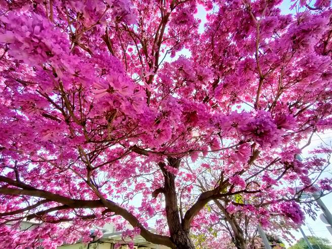 崙雅国小校长杨万兴表示，校园西侧的洋红风铃木已经栽种10多年，今年特别早开，但每颗风铃木花况不同，有些很茂盛，有些提早开的已经开始凋零。(吴建辉摄)