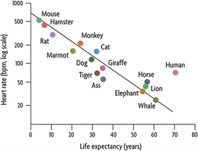 动物心跳与寿命的关系图。（图／取自科学的养生保健）