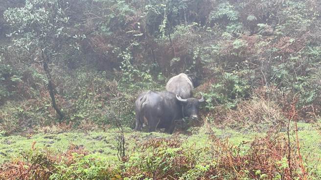擎天岗水牛 (游锡堃办公室提供)