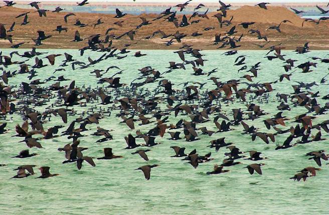鸬鹚是金门冬季天空的主角，每年数以万计北来作客，晨曦时分结队出海捕鱼，落日余晖再踏浪而归，蔚为世界级生态景观。（李金生摄）