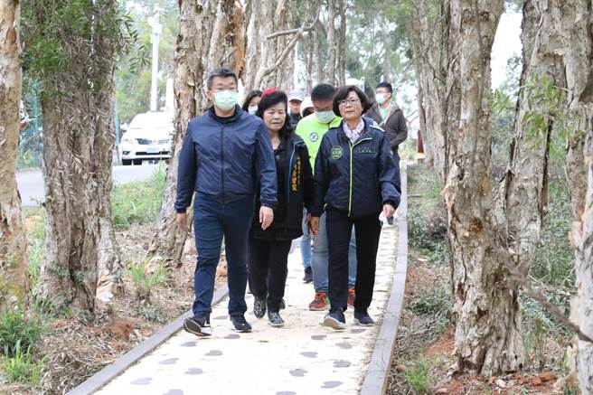 外埔区白千层步道完工，立法院副院长蔡其昌走在该步道上。（陈淑娥摄）