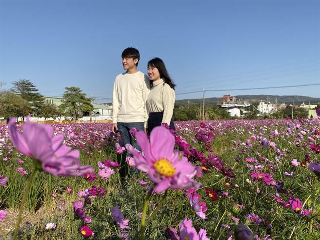 台中大肚區磺溪書院前的大片波斯菊花海迎著暖陽盛開，吸引民眾、情侶前來賞花，取景拍攝浪漫鏡頭。（陳淑芬攝）