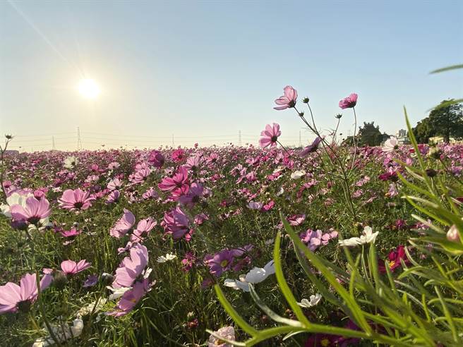 台中大肚區磺溪書院前的大片波斯菊花海迎著暖陽盛開，成為網紅熱門景點。（陳淑芬攝）