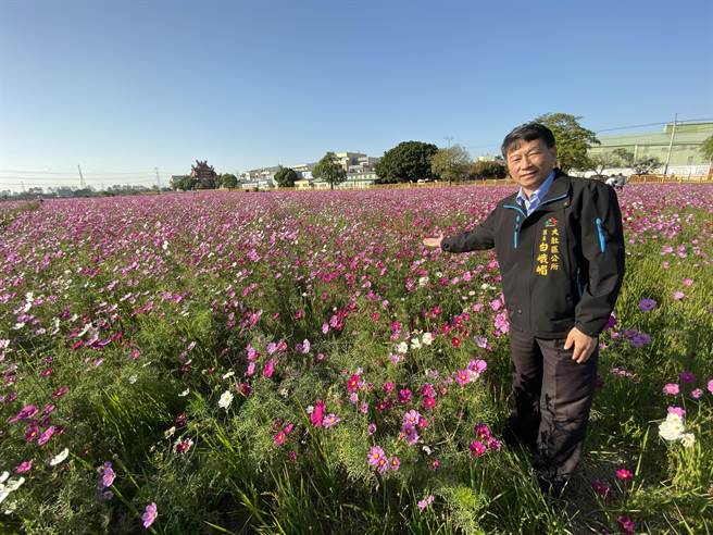 台中市大肚區磺溪書院前的大片農田，近日波斯菊花海盛開，台中大肚區長白峨嵋邀請民眾來賞花海、走訪古蹟。（陳淑芬攝）