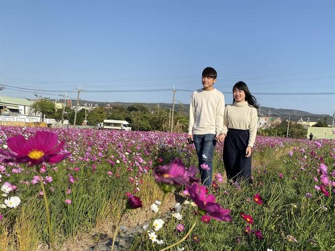 台中大肚區磺溪書院前的大片波斯菊花海迎著暖陽盛開，吸引民眾、情侶前來賞花，取景拍攝浪漫鏡頭。（陳淑芬攝）