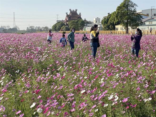 台中大肚區磺溪書院前的大片波斯菊花海迎著暖陽盛開，吸引民眾、情侶前來賞花，取景拍攝浪漫鏡頭。（陳淑芬攝）